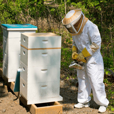 Beehives and a beekeeper